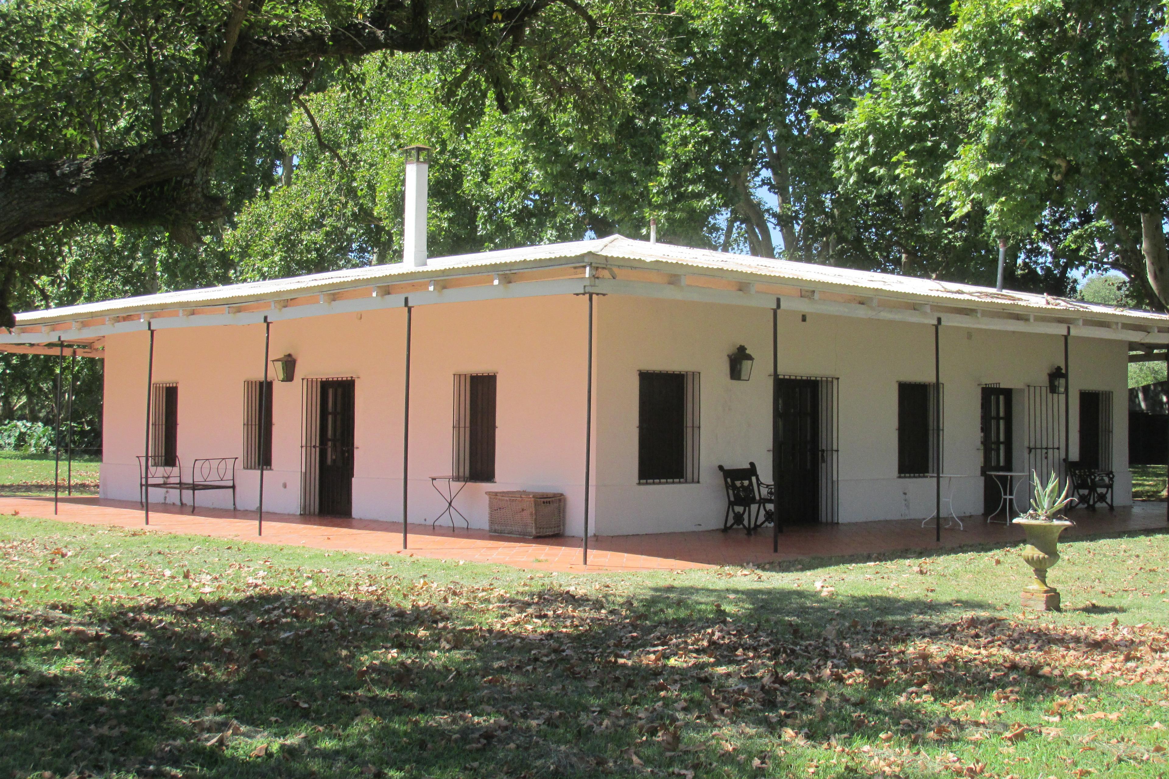 Ombú Viejo