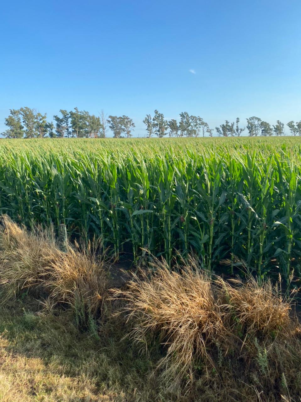 La Marache - Enagro SA